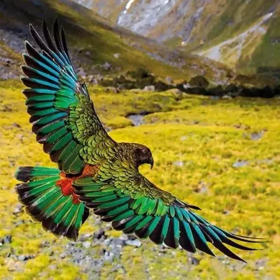 Zdjęcie produktu dla Karnet kwadrat z kopertą Alpine Parrot - Museums & Galleries
