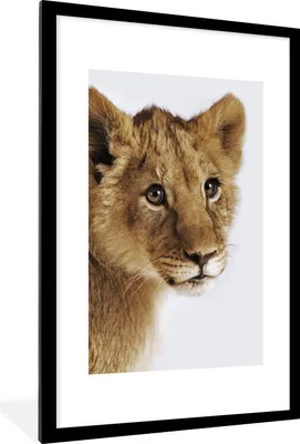 Produktbild von MuchoWow® Gerahmtes Poster Löwe - Wild - Jungtier 60x90 cm - Poster mit Schwarzem Bilderrahmen Wandposter Rahmen Foto Bilder - Dekoration - Wandposter Wohnzimmer - Hochwertig