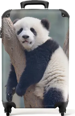Produktbild von NoBoringSuitcases.com® Koffer Handgepäck Trolley Rollkoffer Kleine Reisekoffer mit 4 Rollen - Panda - Baum - Wald - Tiere - Cabin Size < 55x40x23 cm & 55x40x20 cm - Fotokoffer - Kabinenkoffer - BoardgepäckHandgepäck Koffer 55x35x20 cm, 36L,