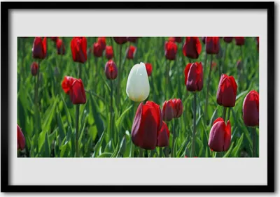 Produktbild von Bild 70x50 MDF-Rahmen Wandkunst Tulpen Blumen Natur