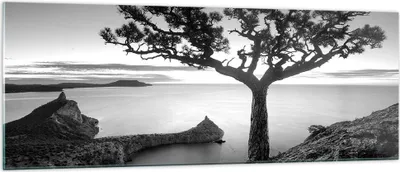 Produktbild von Bilder auf glas - Einteilig - Baum Schwarzweiß Ansicht - 140x50cm - Glasbilder - Wandbilder - Bilder - zum Aufhängen bereit - Wanddekoration aus Glas - Glas Bilder - Wandbild auf Glas - GAB140x50-4297
