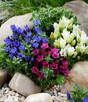 Immagine prodotto di BALDUR Mix di 3 genziane da giardino, piante in vaso da 10,5 cm, con fiori di vari colori, tappezzante dalla fioritura abbondante, portamento compatto, resistente al freddo e di facile manutenzione, per aiuole e vasi