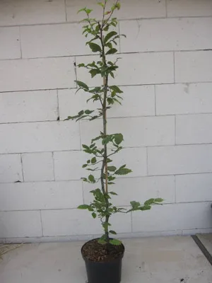 Produktbild von Carpinus betulus - Hainbuche - Weißbuche - Heckenpflanze 80-100