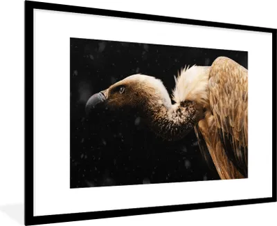 Produktbild von MuchoWow® MuchoWow® Gerahmtes Poster Geier - Vogel - Tiere 90x60 cm - Poster mit zchwarzem Bilderrahmen - Wanddekoration - Fotos
