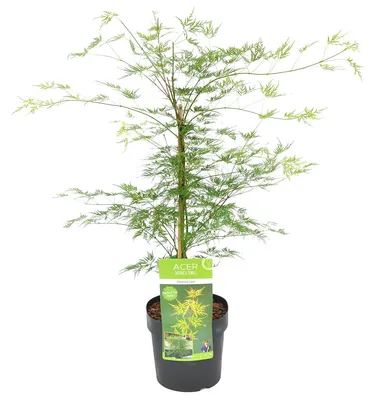 Zdjęcie produktu dla Bloomique - Acer Palmatum Emerald Lace - Klon japoński - Liść zielony - Rośliny ogrodowe - Odporne na zimę - Wysokość 50-70 cm - Doniczka 19 cm