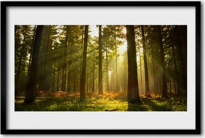 Produktbild von Bild 60x40 MDF-Rahmen Wandkunst Natur Wald Bäume