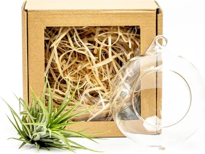 Obrázek produktu pro Gardners Aerárium s Tillandsií Ionantha green v dárkovém balení