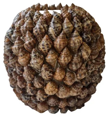 Produktbild von Light & Living Vase Shell Cream Grey Sand (11cm)