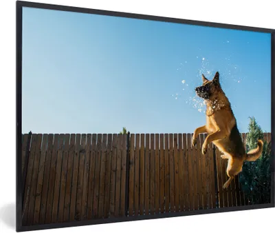 Produktbild von MuchoWow® Gerahmtes Poster Und Deutscher Schäferhund springt in den Schnee 90x60 cm - Poster mit Schwarzem Bilderrahmen Wandposter Rahmen Foto Bilder - Fotorahmen - Foto-Plakat