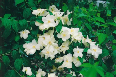 Produktbild von Philadelphus 'Natchez', Pfeifenstrauch, weiß, 60–80 cm