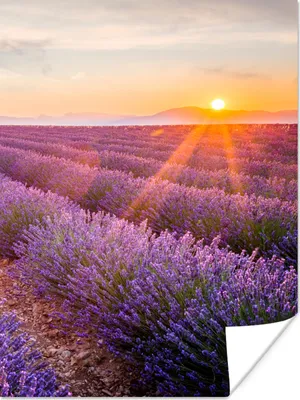 Produktbild von MuchoWow® Poster Lavendel - Sonnenuntergang - Blumen - Lila 120x160 cm - Wandbilder