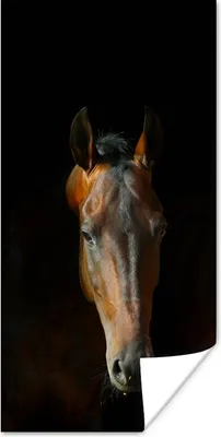 Produktbild von MuchoWow® Poster Pferd - Tiere - Braun 60x120 cm - Wandschmuck