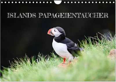 Produktbild von Islands Papageientaucher (Wandkalender 2027 DIN A4 quer), CALVENDO Monatskalender