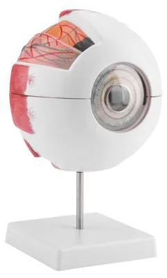 Obrázek produktu pro Anatomický model oka 6X zvětšení - Lidská anatomie oka - Vzdělávání - Učení - Vysoká kvalita