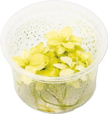 Produktbild von Zwergspeerblatt Anubias barteri var. ‘Nana White’ In-Vitro
