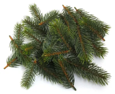 Produktbild von Tannenstreu "REAL" künstlich, 24 Teile. Größe ca 8, 10, 13cm.