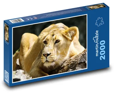 Produktbild von Puzzle 2000 Löwe in der Wildnis - martinpuzzle