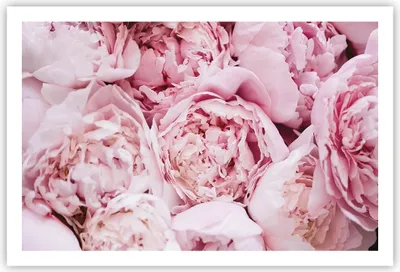 Produktbild von Poster - Poster ohne Rahmen - Blumenstrauß Blumen Rosa - 91,5x61 cm - Wand Bild - Wanddeko - Wandbilder - Kunstposter - Wandposter - Bilder - Kunstdruck - Wanddekoration - Wandbild - P2XAA91x61-5001