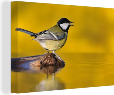 Obrázek produktu pro OneMillionCanvasses® Malba na plátně Nástěnná malba na plátně - Sýkora koňadra - Pták - Voda - 150x100cm