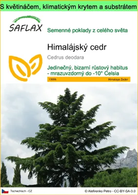Obrázek produktu pro SAFLAX Garden to go - Himalájský cedr - Cedrus deodara - 35 Semena - S květináčem, klimatickou poklicí a pěstebním substrátem
