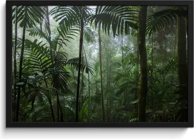 Produktbild von MuchoWow® MuchoWow® Gerahmtes Poster Regenwald - Tropisch - Dschungel - Bäume - Pflanzen 60x40 cm - Poster mit zchwarzem Bilderrahmen - Printing - Wanddeko Schlafzimmer