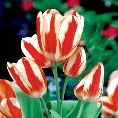Produktbild von Tulpen Blumenzwiebeln Zwiebeln Blumen mehrblütige Tulpe Sylvia Warder 5 St.