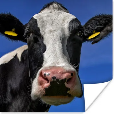 Produktbild von MuchoWow® Poster Kuh - Blau - Tiere 75x75 cm - Wand Dekoration