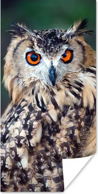 Produktbild von MuchoWow® Poster Eule 20x40 cm - Plakat - Foto
