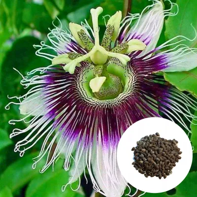 Obrázok produktu pre Exotické semená - Passiflora Edulis - balenie 5 ks - Rýchlorastúca - Jedlá mučenka (Marakuja)