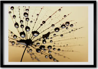 Produktbild von Bild - Bilder - Bilderrahmen - 70 cm x 50 cm - MDF-Rahmen, Wandkunst Löwenzahn Samen