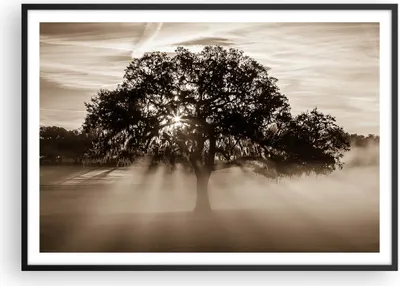 Produktbild von Gerahmtes Poster - Schwarzer Rahmen - Baum Feld Natur - 100x70 cm - Wand Bild - Wanddeko - Wandbilder - Kunstposter - Wandposter - Bilderrahmen - Bilder - Kunstdruck - Wandbild - P2BAA100x70-3811