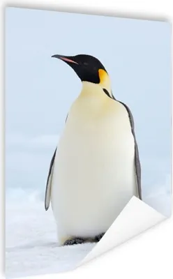Produktbild von MuchoWow® Poster Kaiserpinguin 80x120 cm - Papierdruck