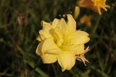 Immagine prodotto di 6 x Hemerocallis hybr. 'Double River Wye' - taglily - Topf 9 x 9 cm