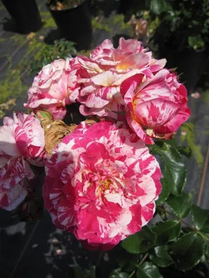 Produktbild von Beetrose Abracadabra ® - Fantasia-Rose - Kordes Rose