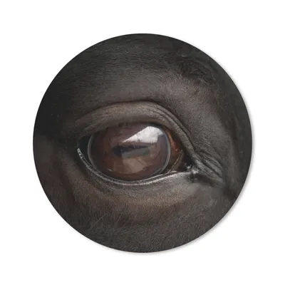 Produktbild von MuchoWow® Mauspad Mousepad Nahaufnahme eines Pferdeauges 40x40 cm - Mousepads - Maus Mat - Pad - Mausunterlage - Schreibtisch Accessoires