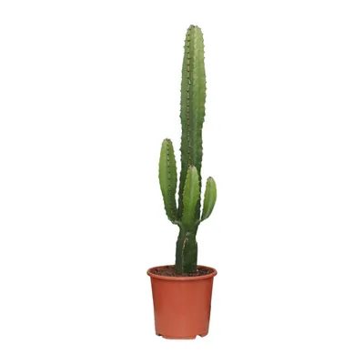 Produktbild von Euphorbia Acrurensis