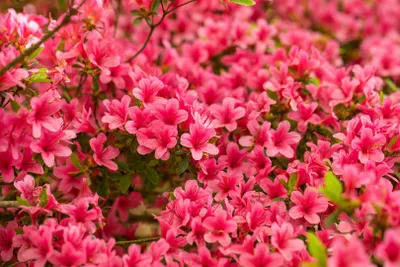 Produktbild von Rhododendron obtusum 'Arabesk', Azalee, rosa Blüten, 20–25 cm