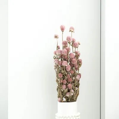 Image de Gomphrena - Fleurs séchées - Grand bouquet (env. 60cm) - Naturelles ou roses
