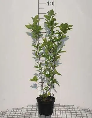 Obrázek produktu pro Magnolie 'Susan' - Tulpen Magnolie 50- 60 cm - Kontejner
