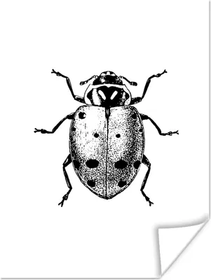 Produktbild von MuchoWow® Poster Vintage - Marienkäfer - Insekten - Schwarz und weiß 90x120 cm - Wohnzimmer