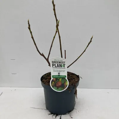 Immagine prodotto di Ficus carica 'Del Portugallo' - Fico | 40-50 cm in vaso