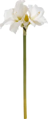 Immagine prodotto di Hill Interiors amaryllis artificiale HI1993 (taglia unica) (bianco)