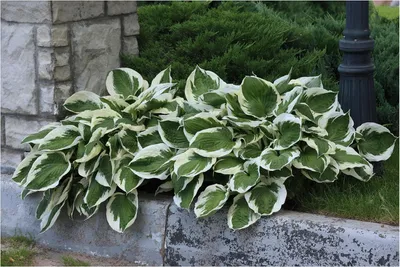 Produktbild von Stauden Gänge 1 x Hosta x fortunei 'Patriot' im 1 Liter Topf - Weißrand-Funkie, Herzblatt-Lilie - Klare Kontraste für lebendige Schattenbeete