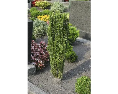 Obrázek produktu pro Cesmína japonská sloupovitá FloraSelf Ilex crenata 'Fastigiata' 30-40 cm květináč 2 l