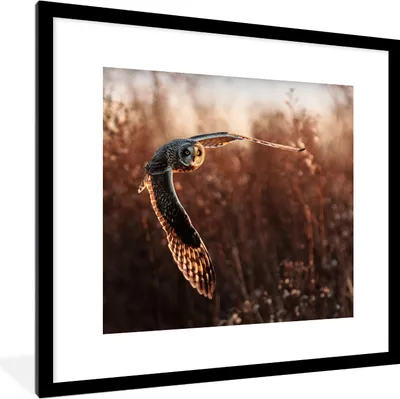 Produktbild von MuchoWow® Gerahmtes Poster Vogel - Eule - Sonnenuntergang - Natur 40x40 cm - Poster mit Schwarzem Bilderrahmen Wandposter Rahmen Foto Bilder - Poster - Plakat im Rahmen