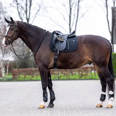 Produktbild von HV Polo Schabracke HVPEssential DR, Größe:Warmblut, Farbe:Black