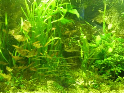 Produktbild von Wasserpflanzen Sortiment für 400 l Aquarium
