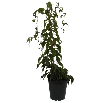 Produktbild von Super Issai Kiwipflanze Actinidia arguta selbstfruchtbar stachelbeergroß 60-100 cm 3 Liter Topf