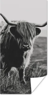 Produktbild von MuchoWow® Poster Schottische Hochlandbewohner - Natur - Kühe - Tiere - Schwarz und weiß 60x120 cm - Wandschmuck