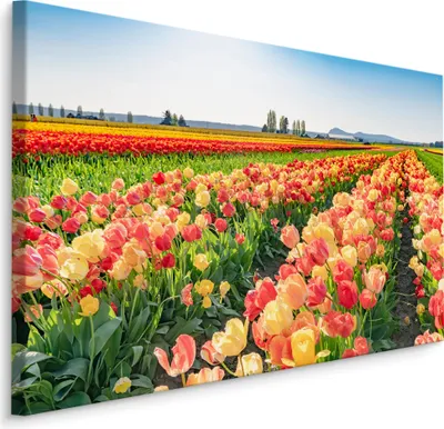 Produktbild von Muralo Leinwandbild Canvas Feld von Tulpen Blumen LANDSCHAFT Natur 3D Br. 30cm x Hö. 20cm